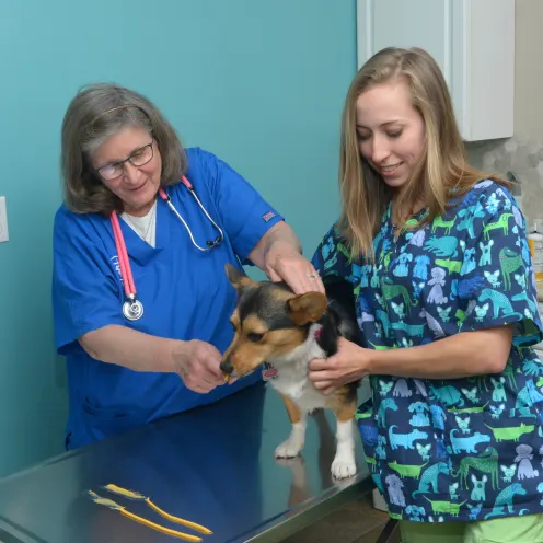 Two veterinarians holding a standing dog on an exam table